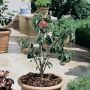 Poirier nain GARDEN GEM ® Pyred