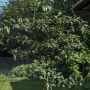 Cerisier nain CHERRY BABY ® ‘Porthos’ gamme FRUITALITY ®
