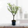 Prunier Nain de jardins® Prunella
