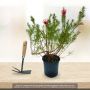 Grevillea juniperina ou grevillée à feuilles de genévrier