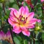 Dahlia Profusion