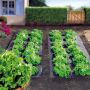 Film paillage TERRAFILM BIO