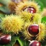 Châtaignier ou Castanea sativa 'Marigoule'