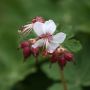 Géranium vivace Spessart