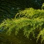 Juniperus Media Pfitzeriana Aurea