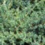 Juniperus Squamata Blue Carpet