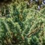 Juniperus Squamata Blue Carpet