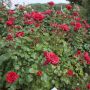 Rosier à fleurs groupées Red Leonardo da Vinci
