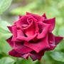Rosier buisson Black BACCARA ® Meidebenne
