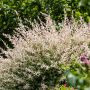 Saule Crevette ou Salix integra 'Hakuro Nishiki'