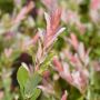 Saule Crevette ou Salix integra 'Hakuro Nishiki'