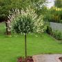 Saule Crevette ou Salix integra 'Hakuro Nishiki'