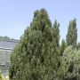 Faux cyprès de Lawson d’Ellwood ou Chamaecyparis lawsoniana ‘Ellwoodii’