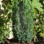 Faux cyprès de Lawson d’Ellwood ou Chamaecyparis lawsoniana ‘Ellwoodii’