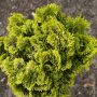 Faux cyprès Hinoki du Japon doré ou Chamaecyparis obtusa ‘Aurora’