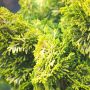 Faux cyprès Hinoki du Japon doré ou Chamaecyparis obtusa ‘Aurora’