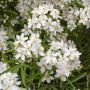 Oranger du Mexique ou Choisya ternata ‘Aztec Pearl’