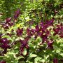 Clématite ou Clematis viticella 'Black Prince' Meilland Richardier