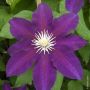 Clématite ou Clematis X ‘The Vagabond’ détail de la fleur