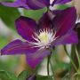Clématite ou Clematis X ‘The Vagabond’ détail de la fleur