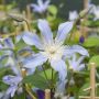 Clematis integrifolia BLUE RIVER ® ‘Zoblueriver’ détail de la fleur