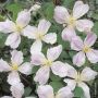 Clématite des montagnes ou Clematis montana GIANT STAR ® ‘Gistar’ à grandes fleurs