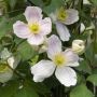 Clématite des montagnes ou Clematis montana GIANT STAR ® ‘Gistar’ Meilland Richardier