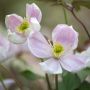 Clématite des montagnes ou Clematis montana GIANT STAR ® ‘Gistar’ détail des fleurs