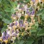 Chèvrefeuille, Lonicera periclymenum CAPRILIA ® Ever ‘Inov42’ Meilland Richardier