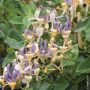 Chèvrefeuille, Lonicera periclymenum CAPRILIA ® Ever ‘Inov42’