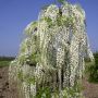 Glycine du Japon 'Alba' sur un pilier