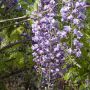 Wisteria floribunda 'Violacea Plena', détail des fleurs