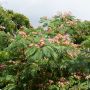 Albizia julibrissin Meilland Richardier