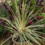 Cordyline australis Torbay Dazzler en pot, méditerranéenne Meilland Richardier