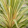 Cordyline australis Torbay Dazzler, détail du feuillage