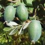 Goyavier du Brésil, Acca sellowiana, Feijoa, détail des fruits