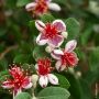 Goyavier du Brésil, Acca sellowiana, Feijoa, détail des fleurs