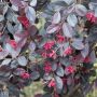 Loropetalum chinense 'Fire Dance', détail des fleurs et du feuillage