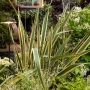 Phormium tenax 'Variegatum', méditerranéenne Meilland Richardier