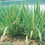Phormium tenax 'Variegatum' en massif