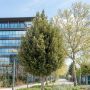 Chêne vert, yeuse ou Quercus ilex