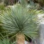 Yucca rostrata, yucca bleu Meilland Richardier