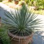 Yucca rostrata, jeune plante en pot