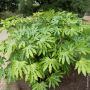 Fatsia japonica Meilland Richardier