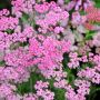 Achillée millefeuille Cerise Queen ou Achillea millefolium