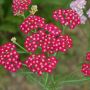 Achillée millefeuille Cerise Queen ou Achillea millefolium