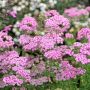 Achillée millefeuille Cerise Queen ou Achillea millefolium