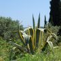Agave americana 'Variegata' en situation