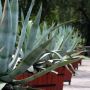 Agave americana plantés en bac, en alignement