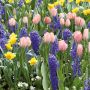 Assortiment Bretagne Tulipe + Jacinthe, agrémenté de narcisses jaunes